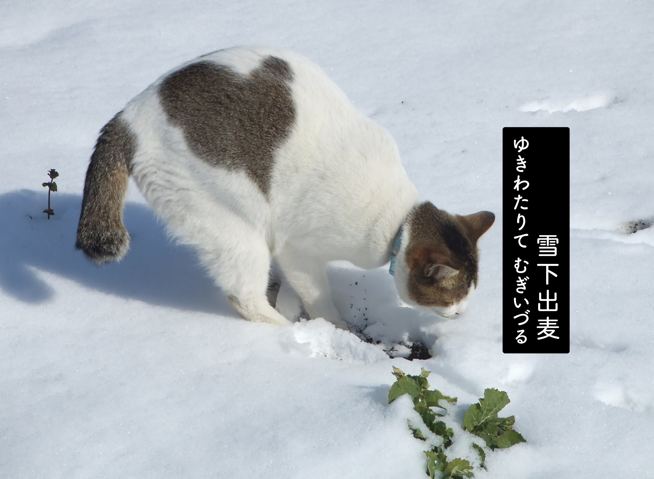 雪を掘る猫