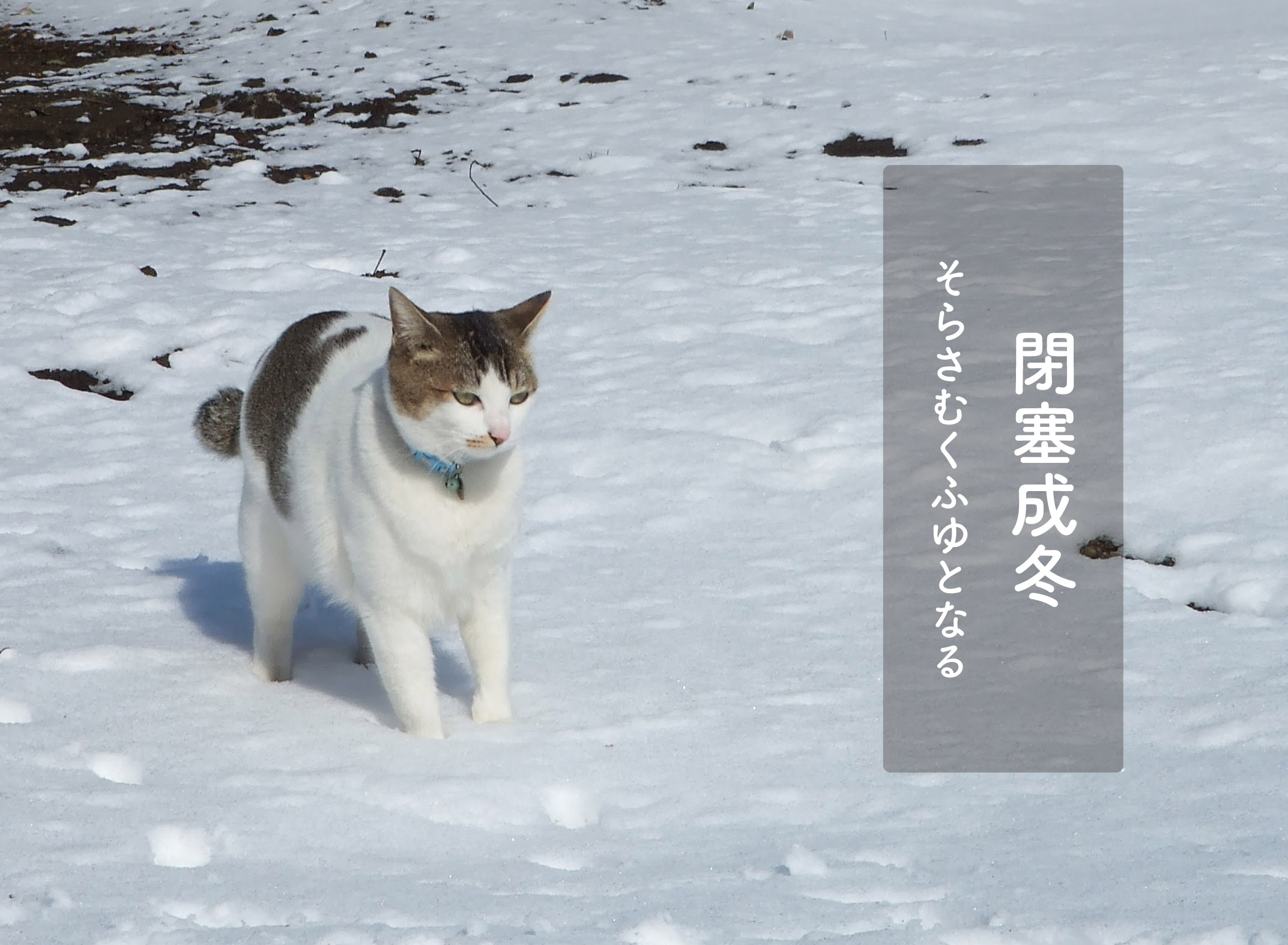 雪の上を歩く猫