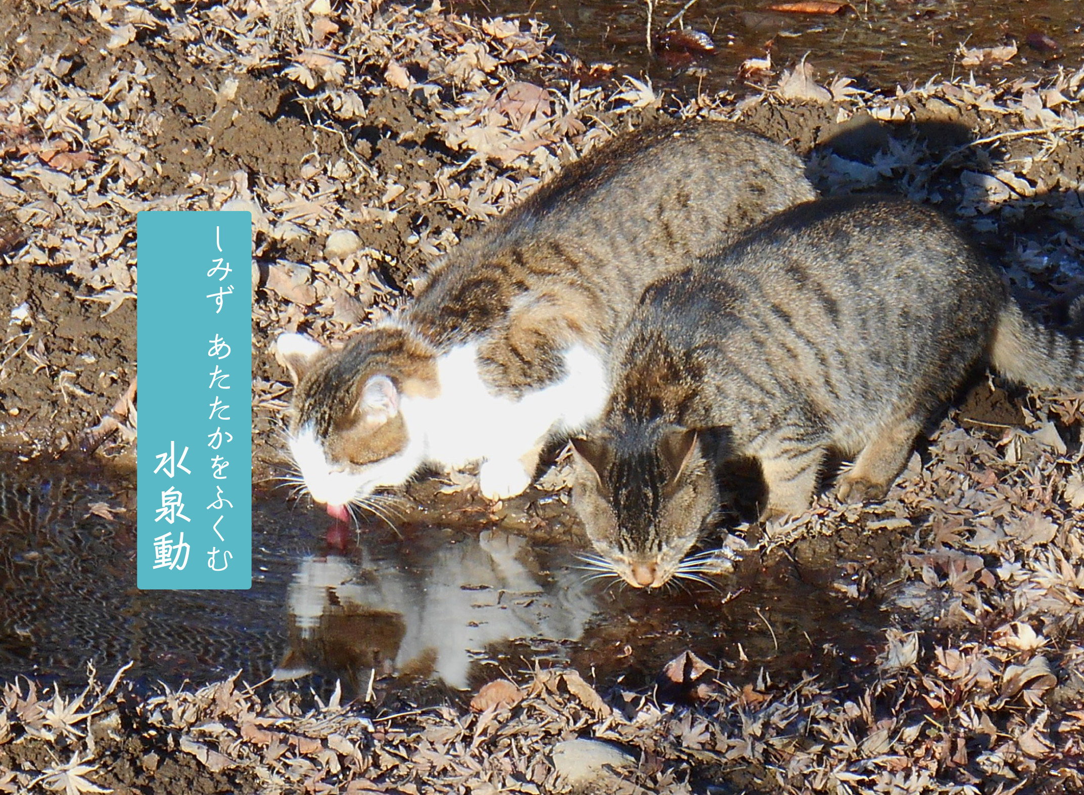水たまりの水を飲む猫