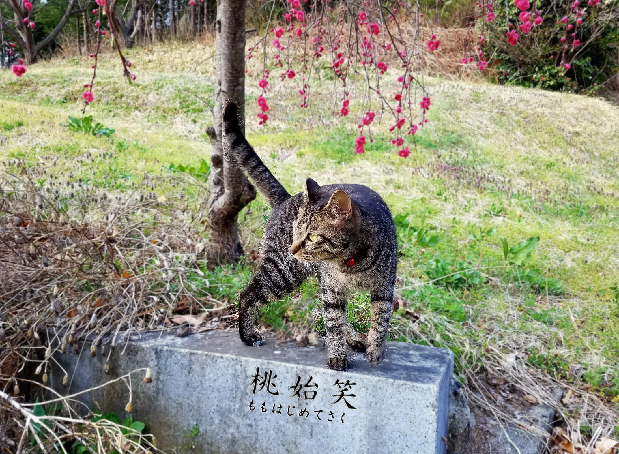猫と桃の花