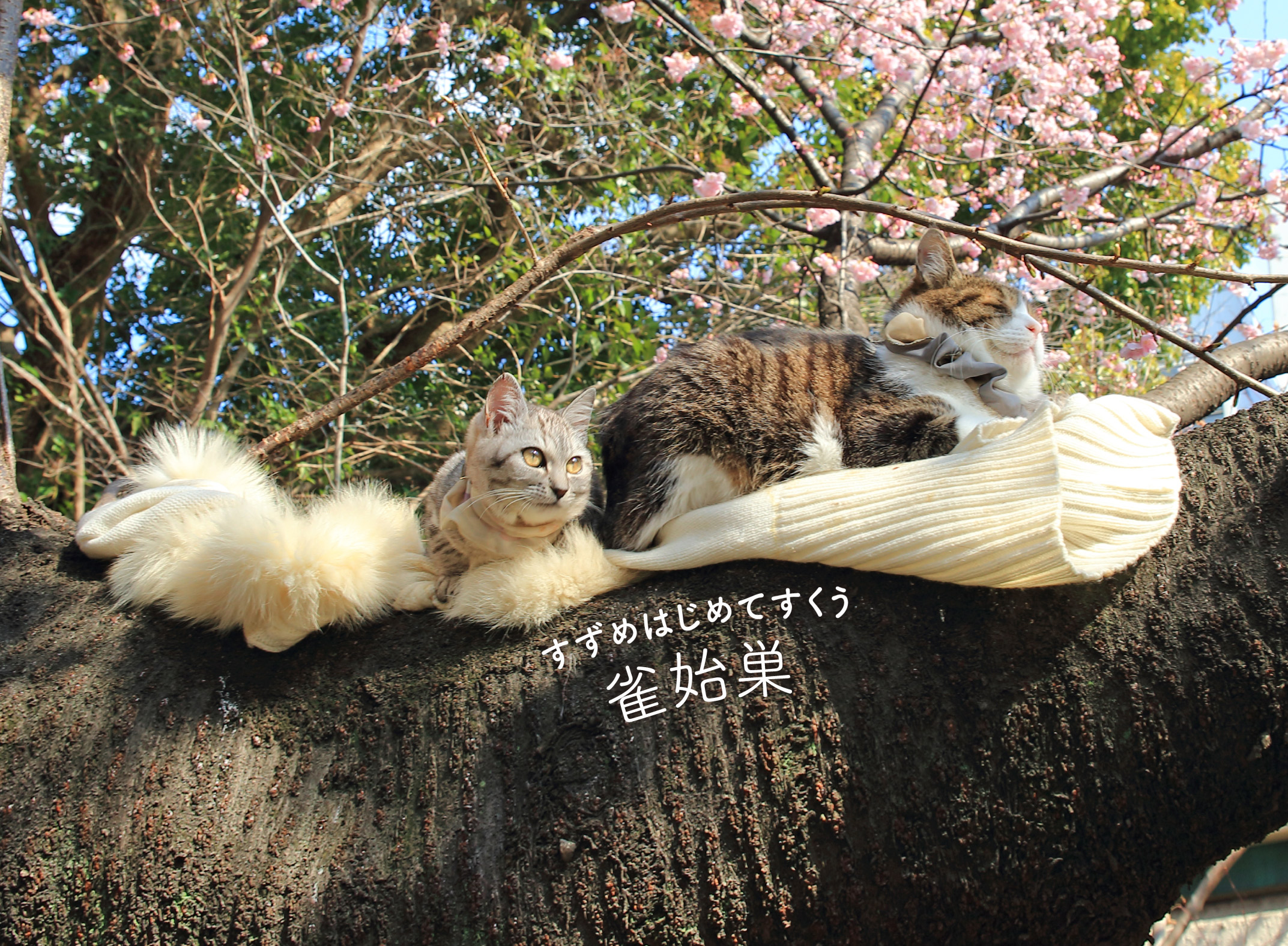 桜の木の上でくつろぐ猫