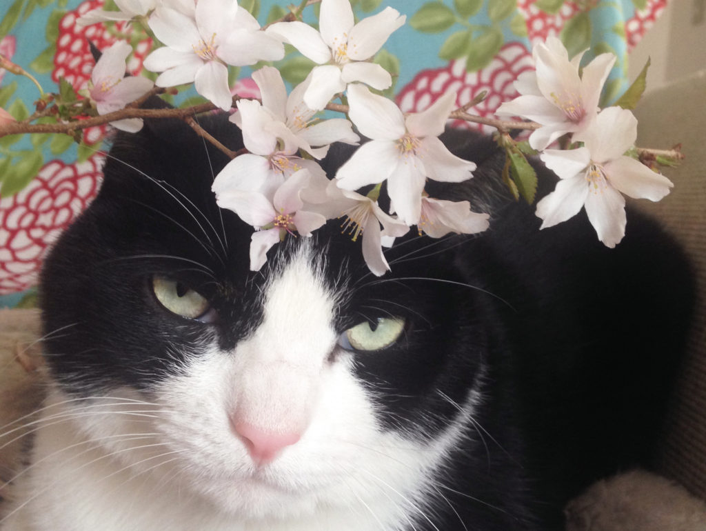 ハチワレ猫と桜