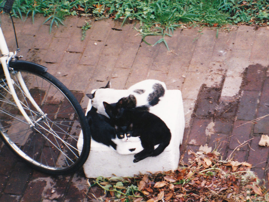 自転車と猫