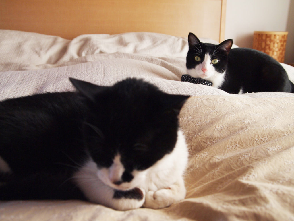 ベッドの猫たち