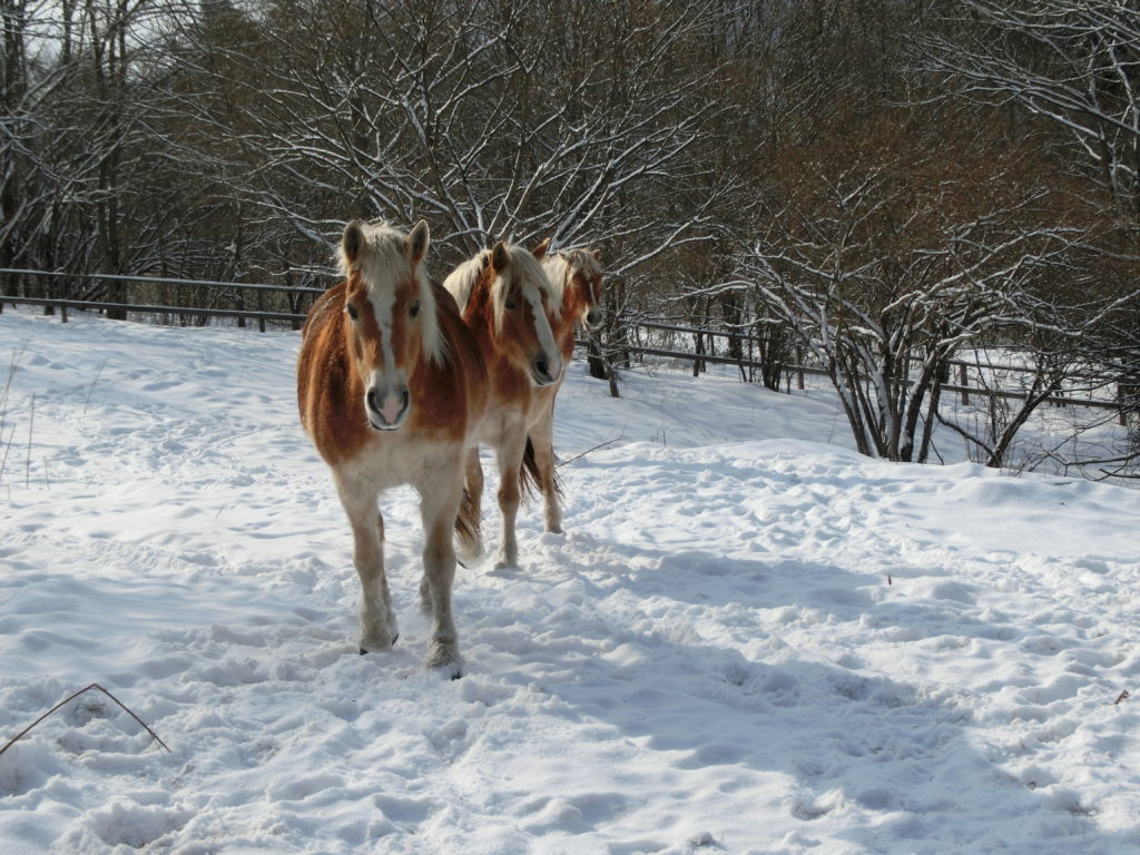 雪のなかに馬