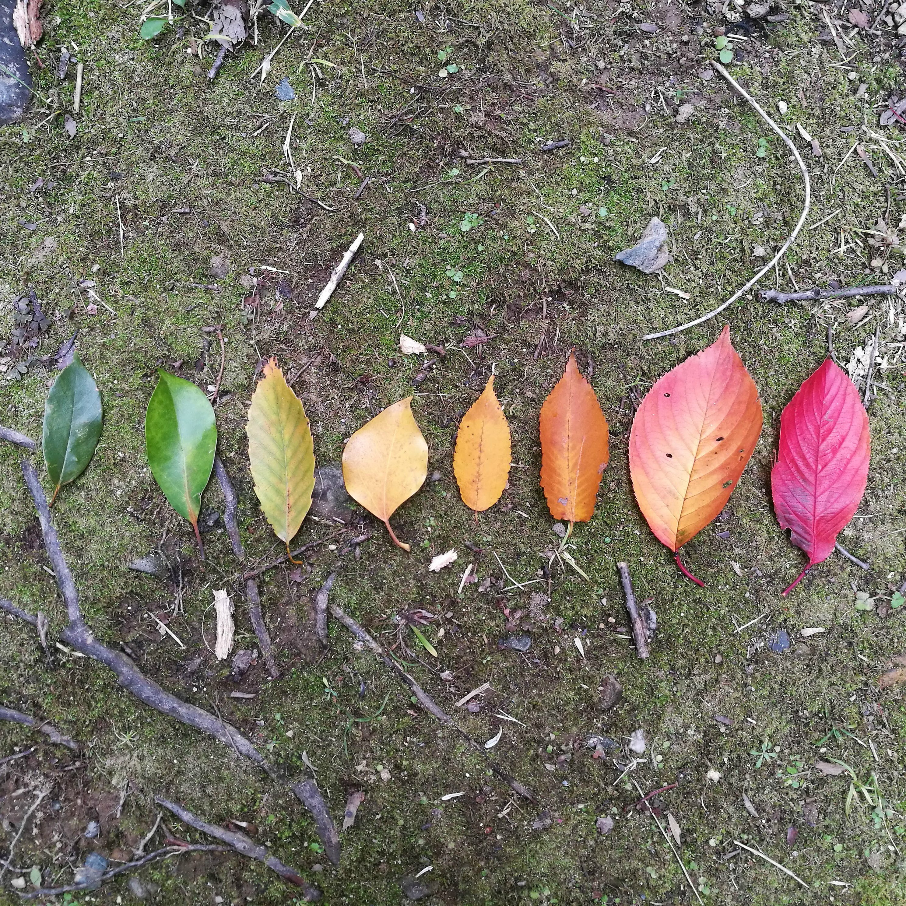 紅葉と枯葉の落葉