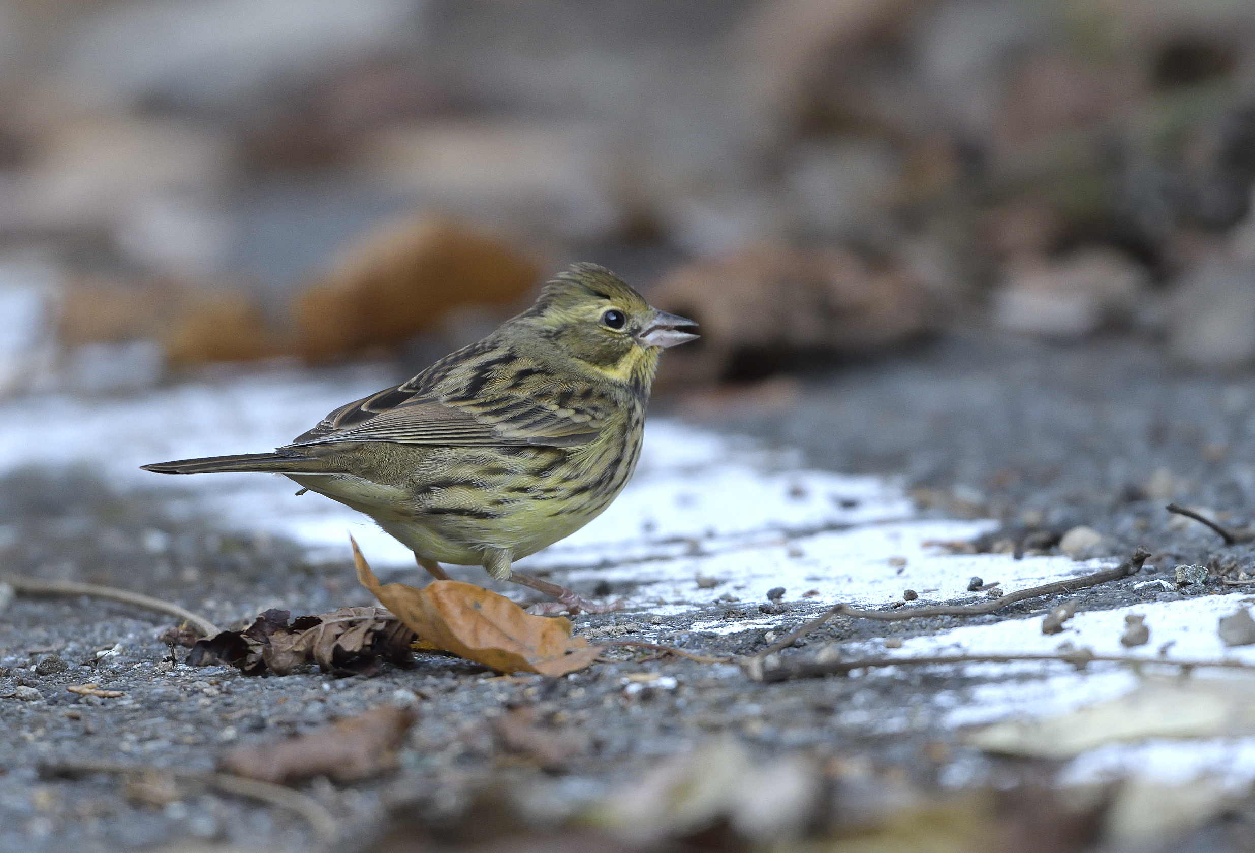 四季の鳥 アオジ 真鍋弘 森里海の色 住まいマガジン びお