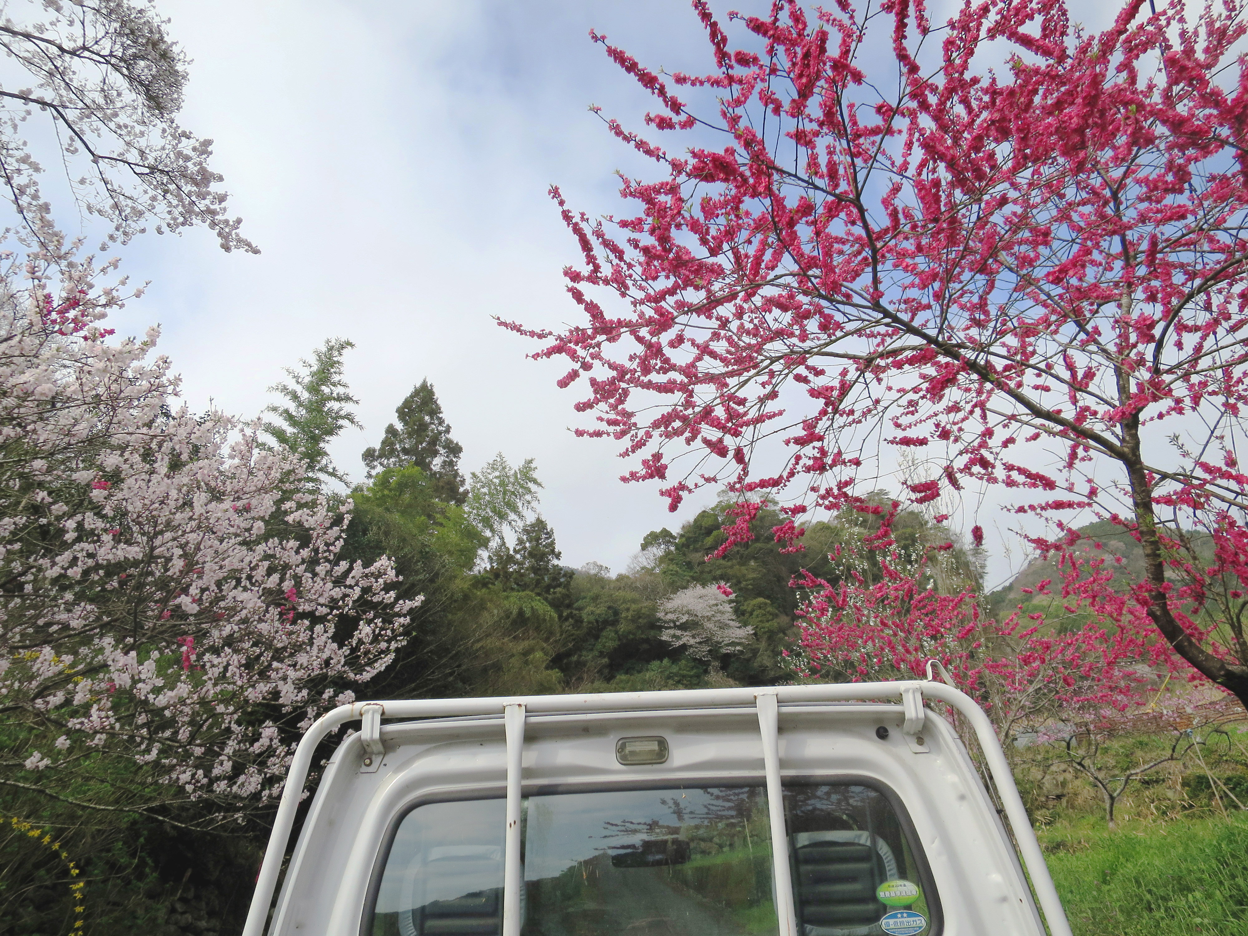軽トラの荷台から春の野の景色桃梅紅梅桜