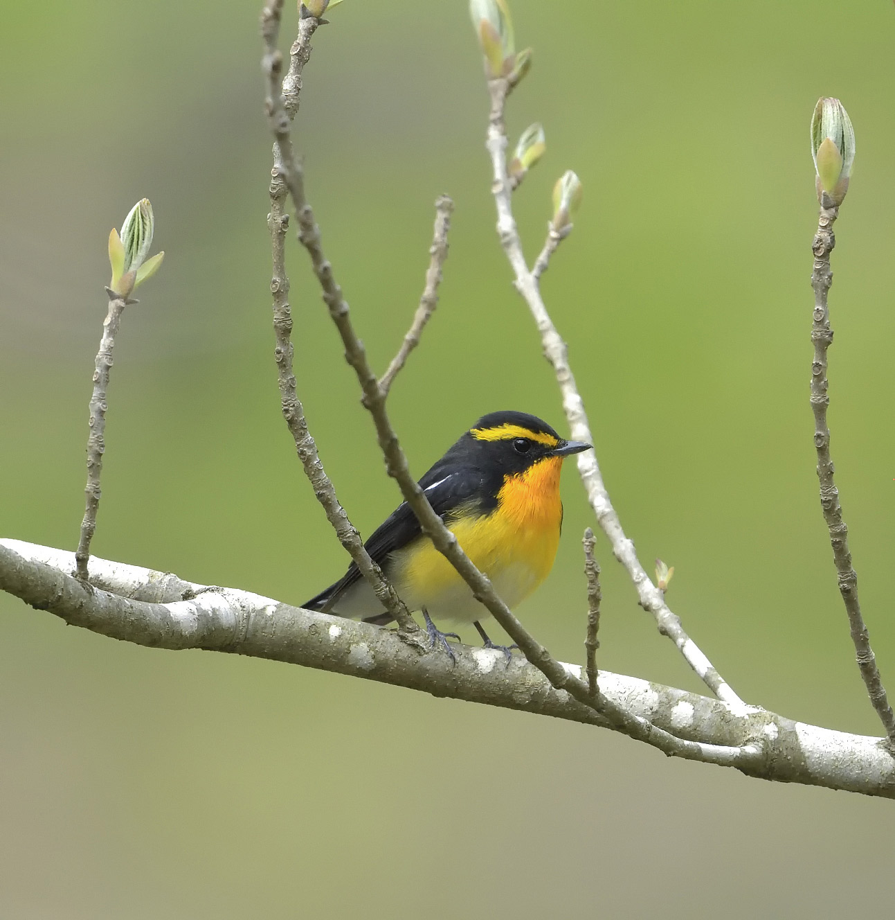 木彫りの鳥　キビタキの着枝直前 木彫りの鳥キビタキの着枝直前