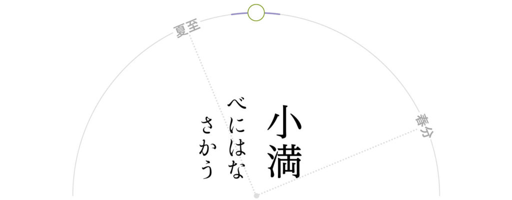 小満-紅花栄