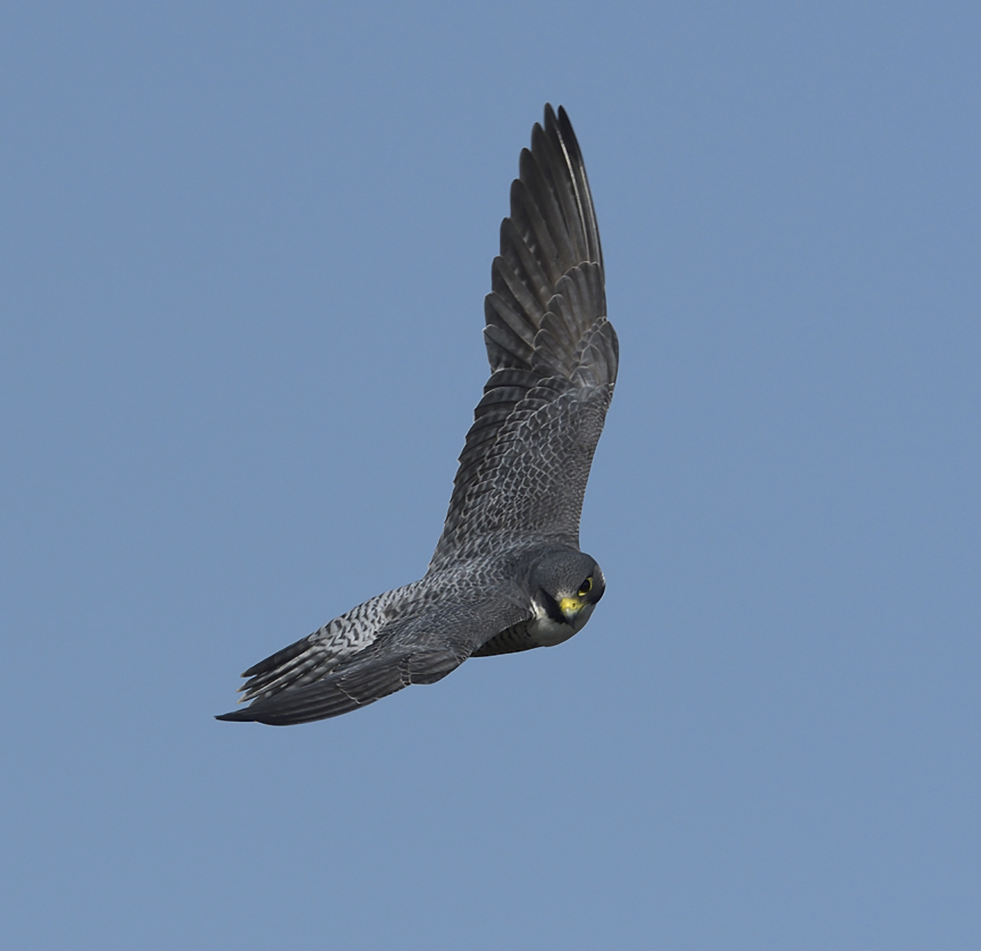 四季の鳥 ハヤブサ 真鍋弘 森里海の色 住まいマガジン びお