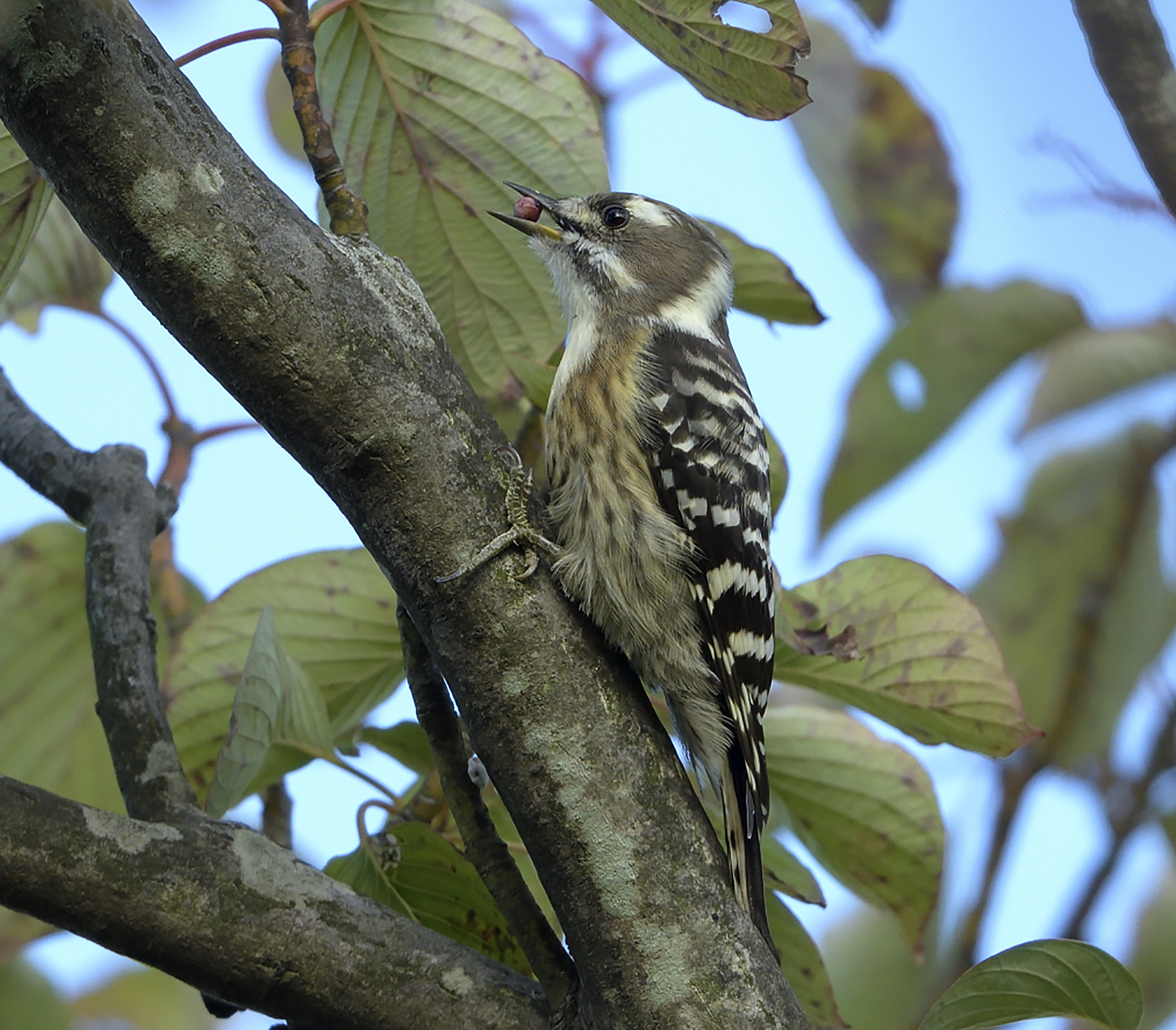 四季の鳥「コゲラ」 - 真鍋弘 | 森里海の色 | 住まいマガジン びお