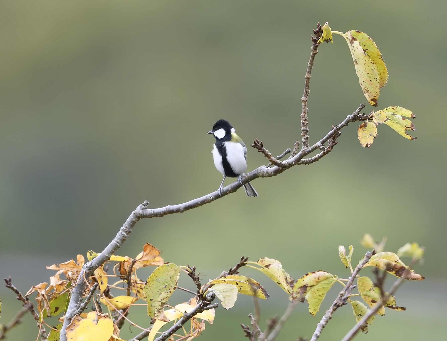 四季の鳥「シジュウカラ」 - 真鍋弘 | 森里海の色 | 住まいマガジン びお