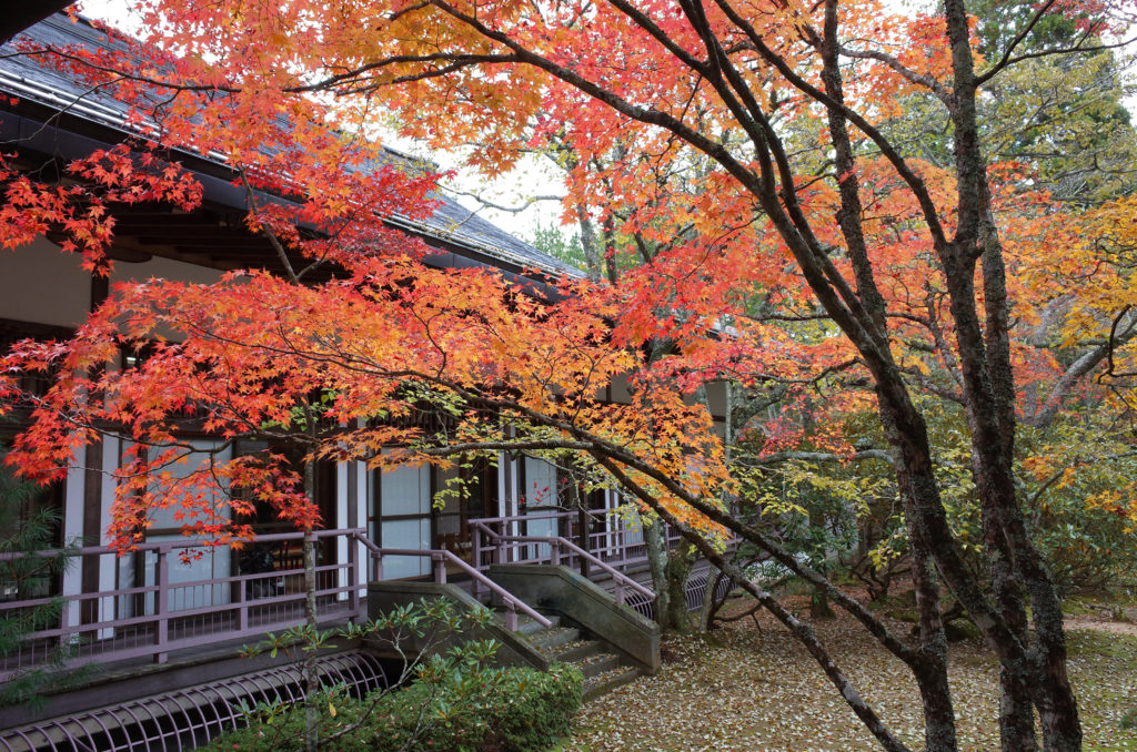 高野山中庭の紅葉