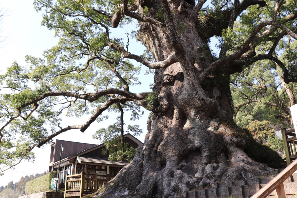 日本一の巨樹鹿児島県蒲生の大クス