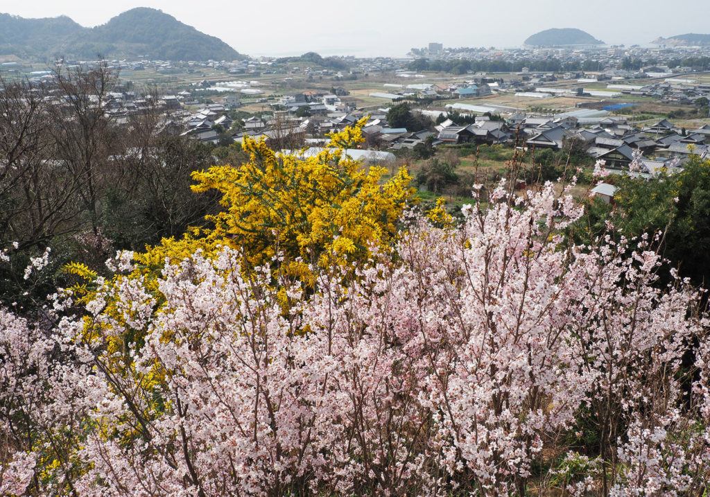 桜と三豊市の市の眺望