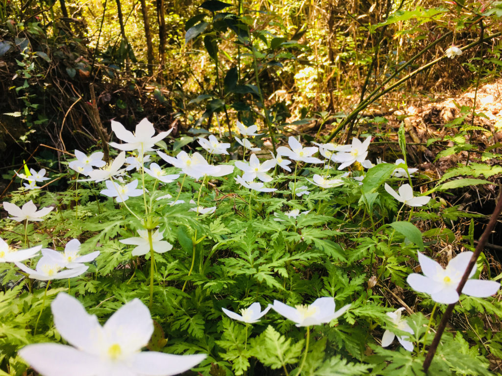 柿木村の可憐な白い５枚花びらの山野草