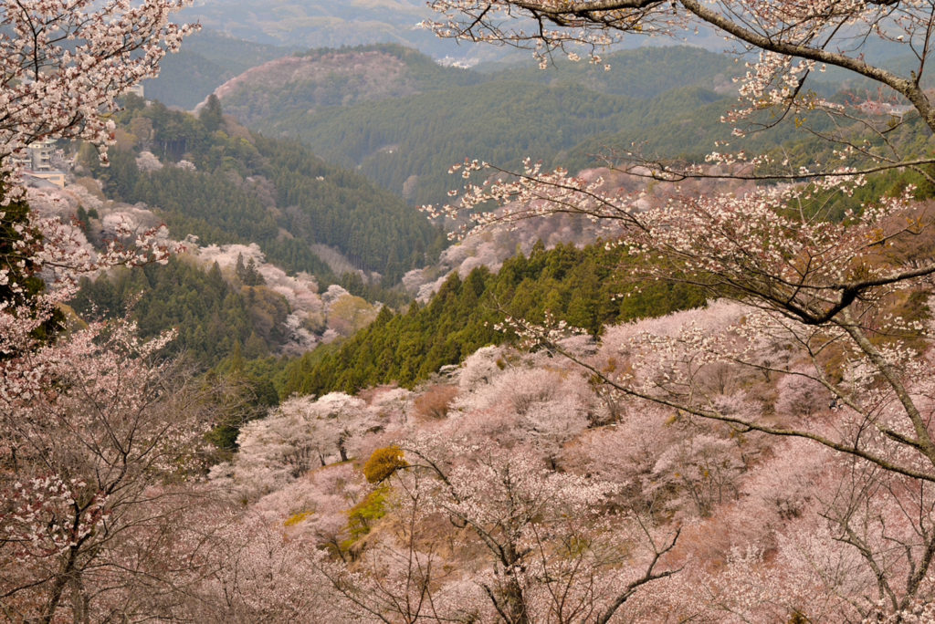 奈良県・吉野山の桜
