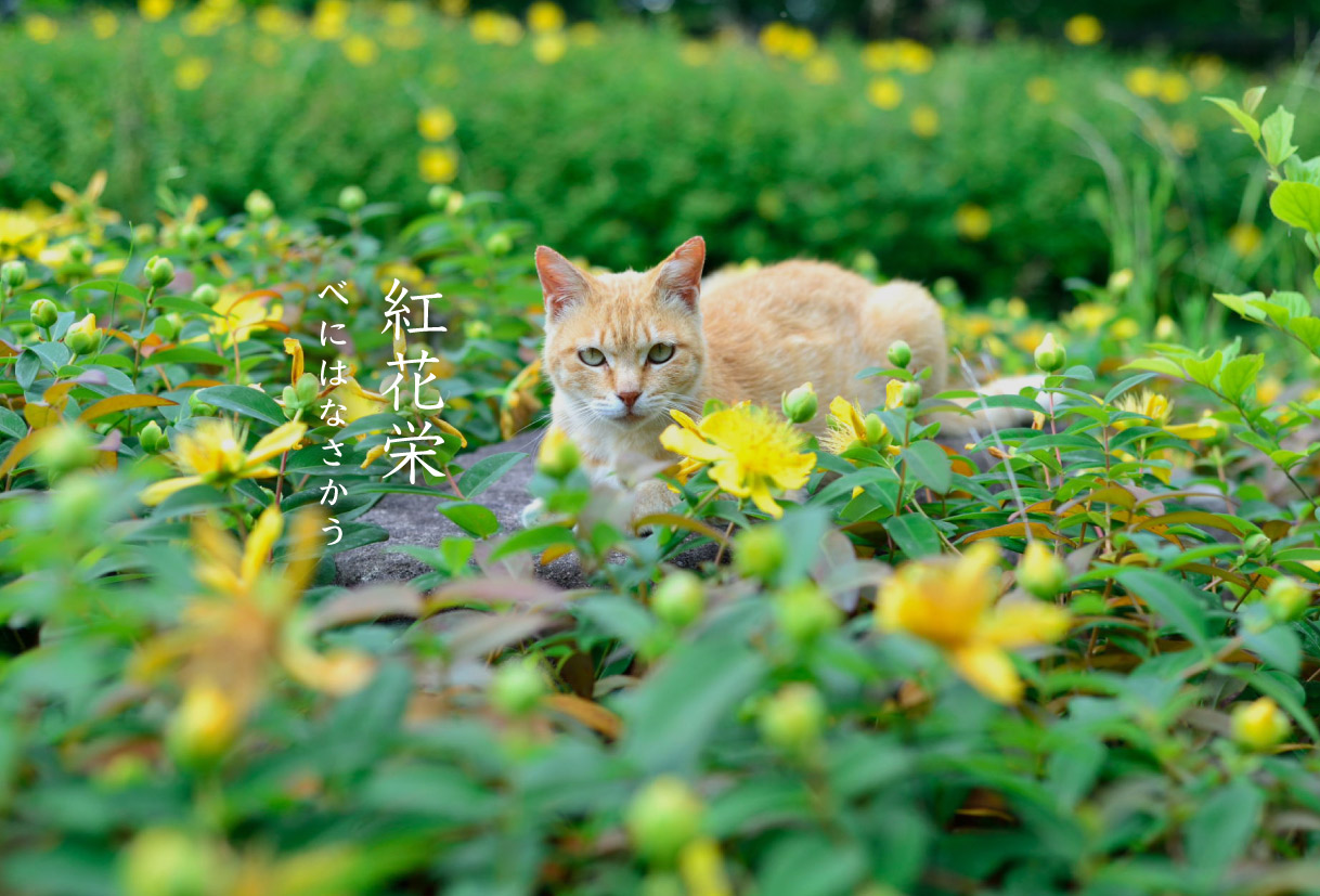 紅花栄 べにばなさかう びお編集部 びおの七十二候 住まいマガジン びお