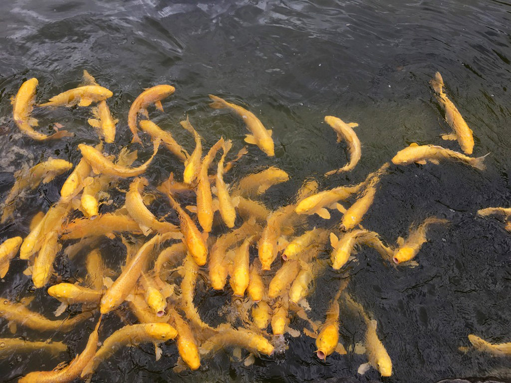 金色の鯉がたくさん