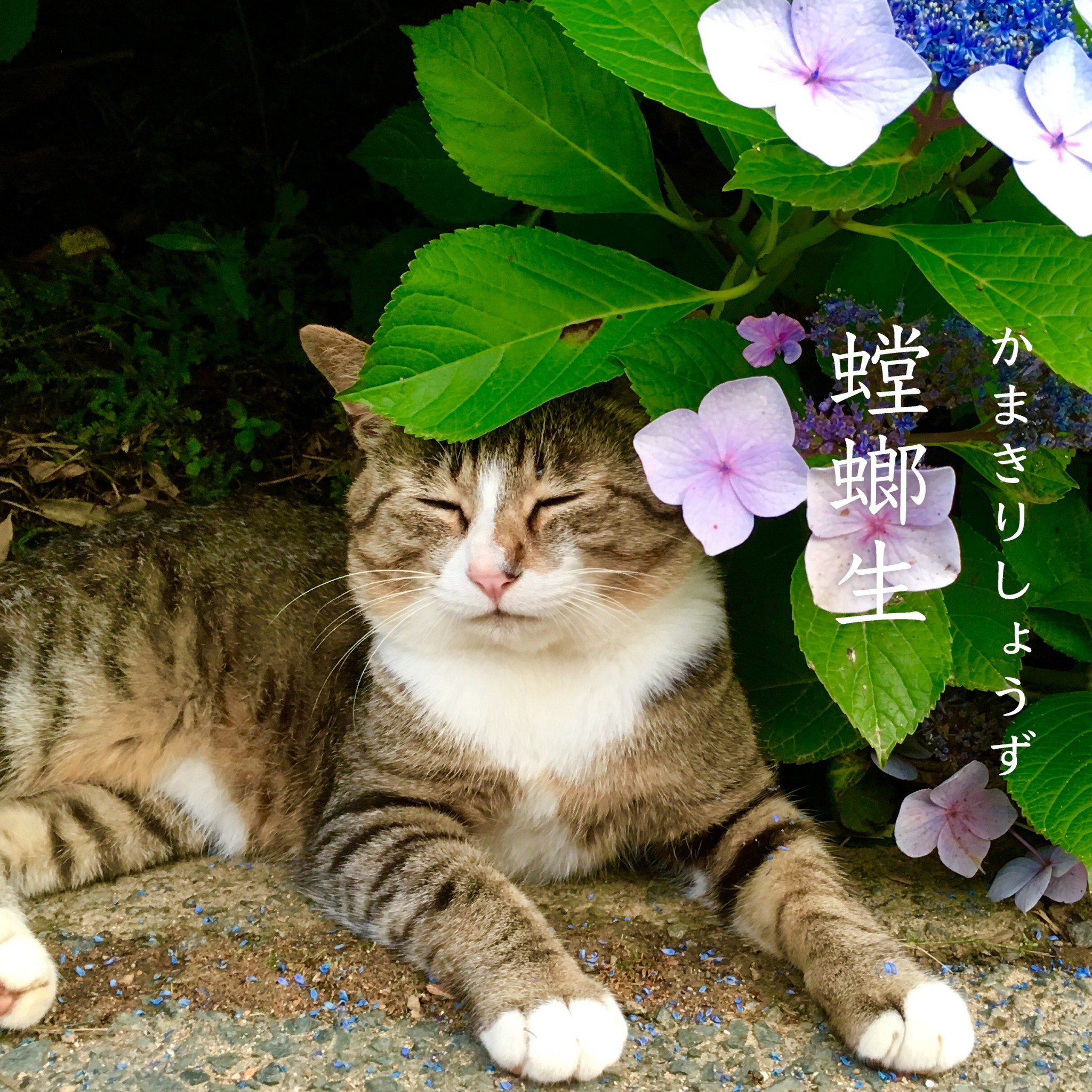 螳螂生・かまきりしょうず - びお編集部 | びおの七十二候 | 住まいマガジン びお