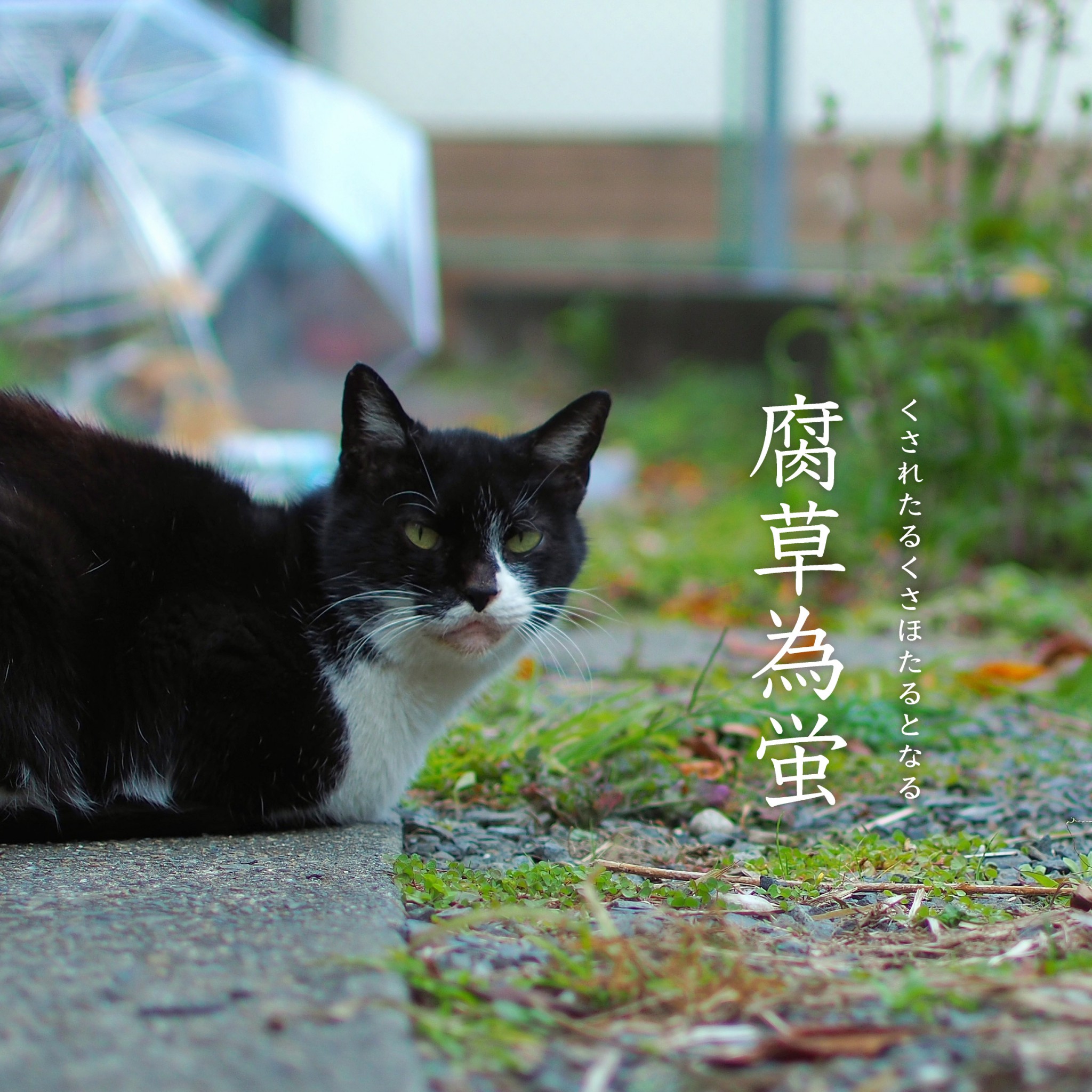 腐草為蛍 くされたるくさほたるとなる - びお編集部 | びおの七十二候