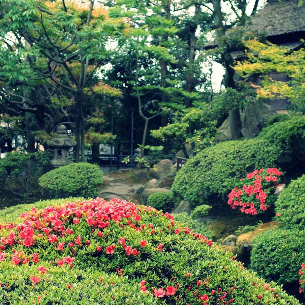 さつきが咲いた日本庭園