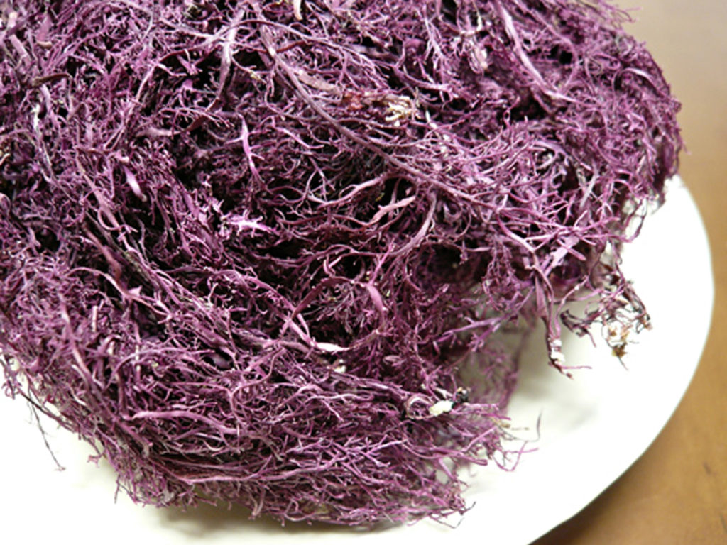 紫色した煮る前の天草