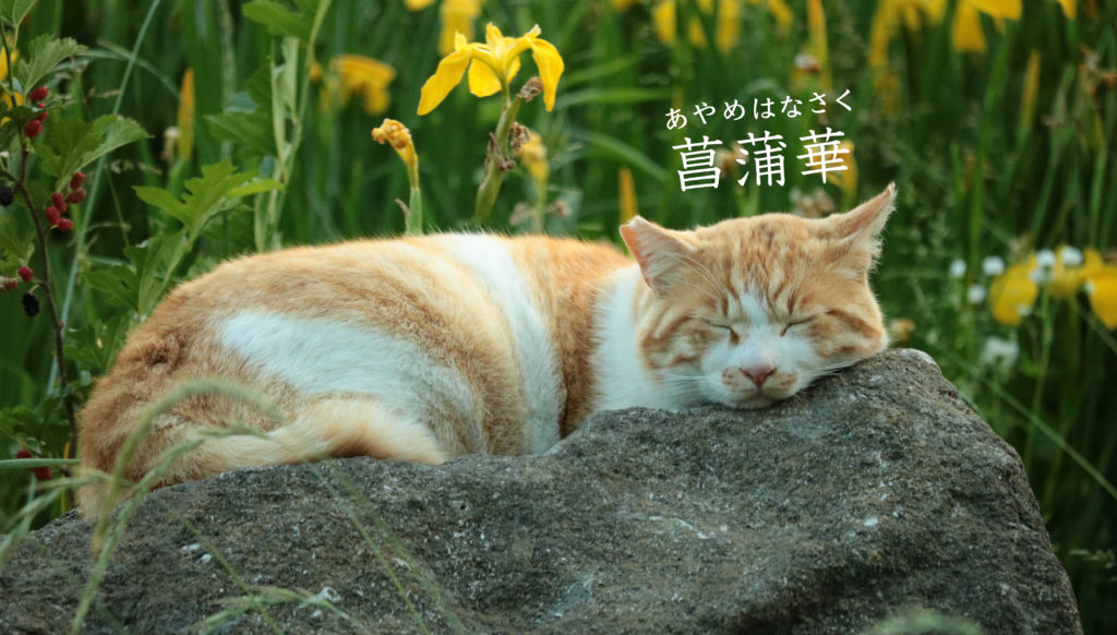 菖蒲華と猫
