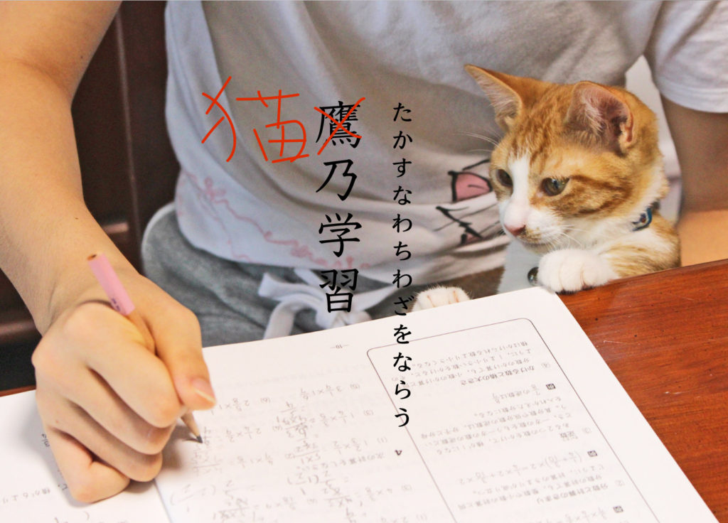 鷹乃学習と猫