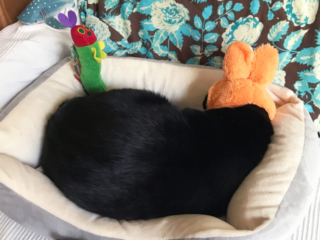 ウサギの被り物のまま寝る猫
