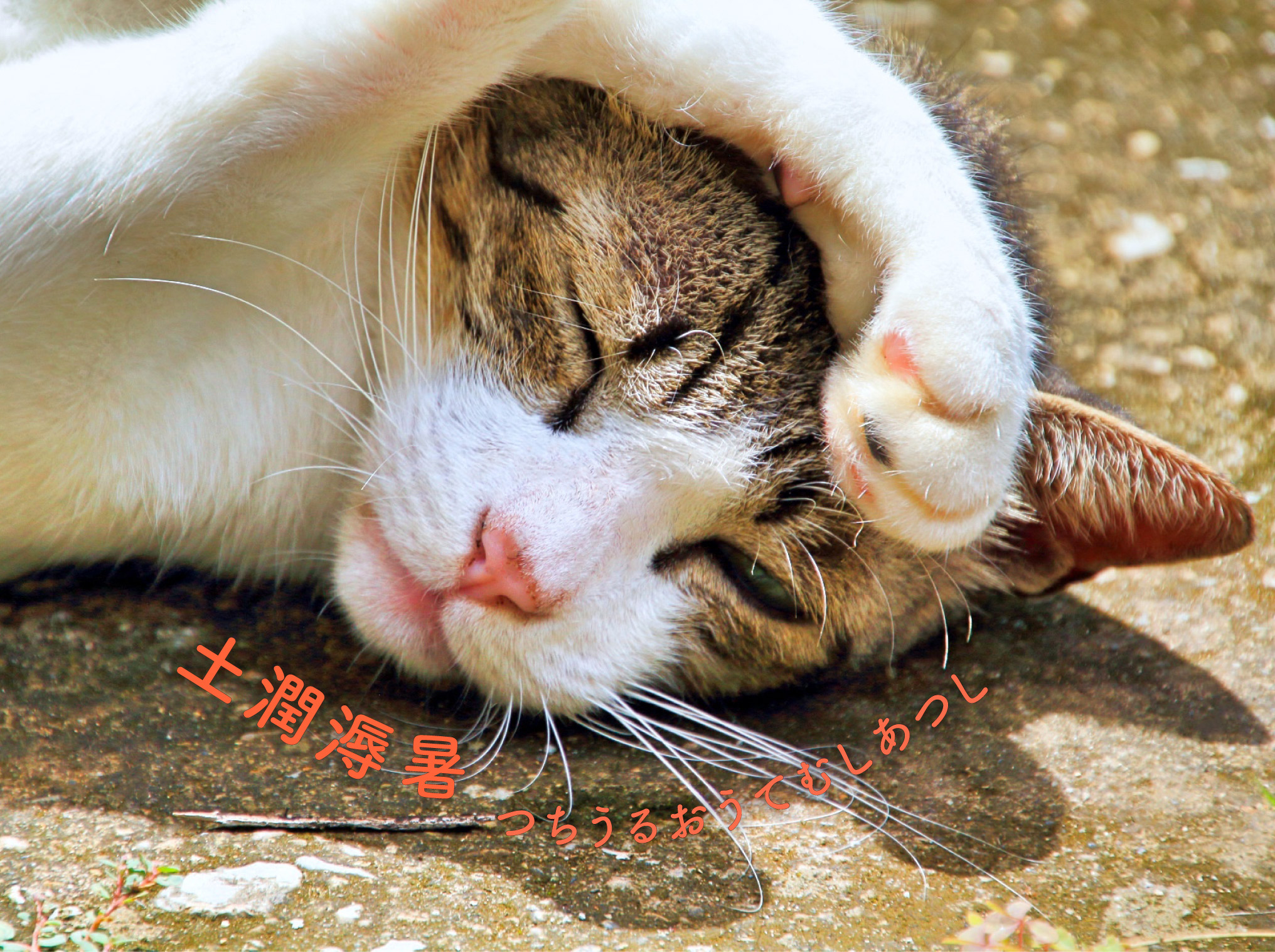 猫と土潤溽暑