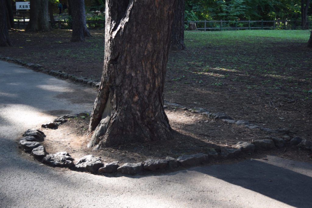 公園の通路に生える木