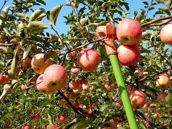 秋から冬の果物、リンゴ