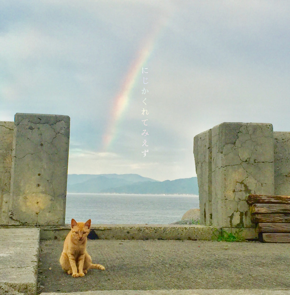 虹と猫
