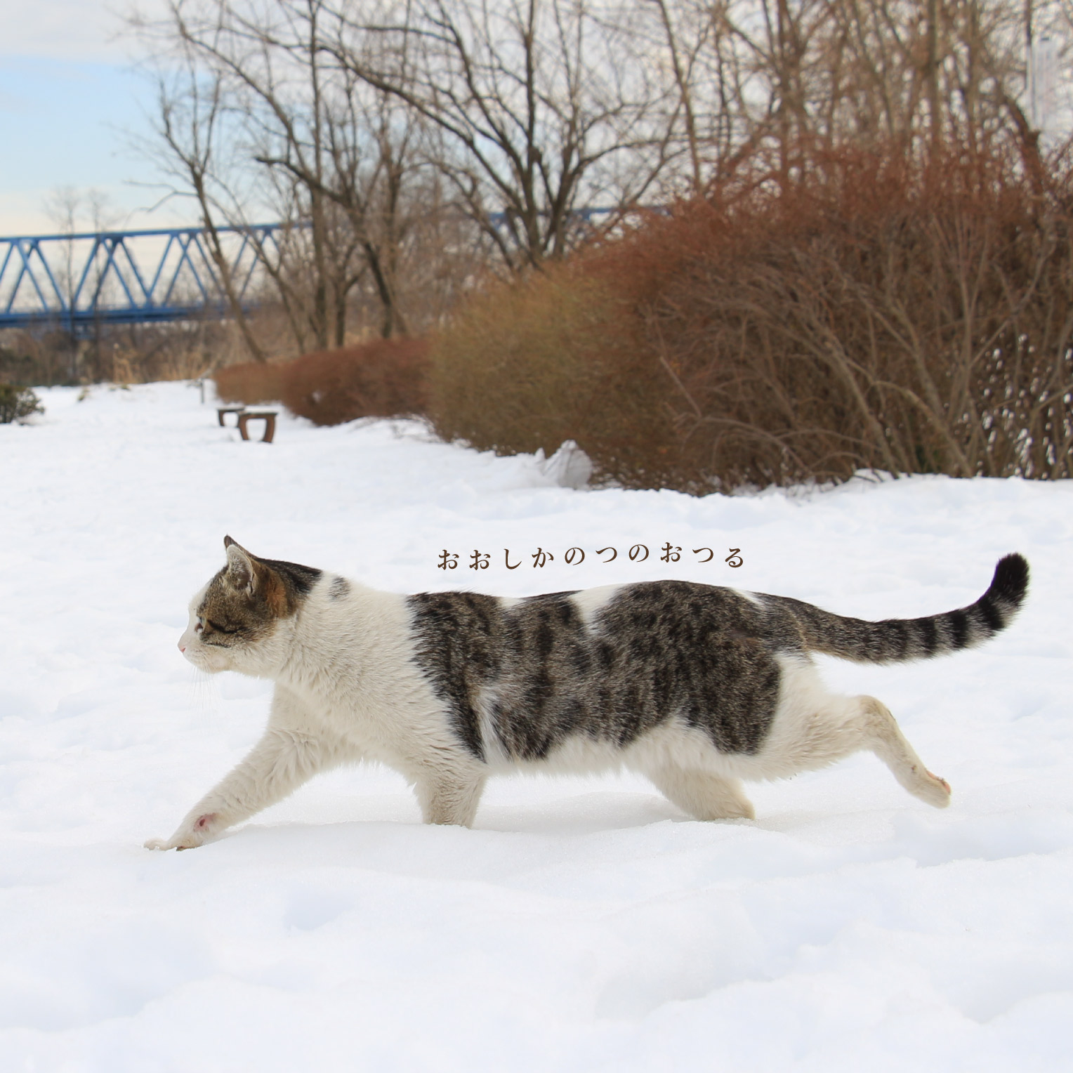 猫と雪