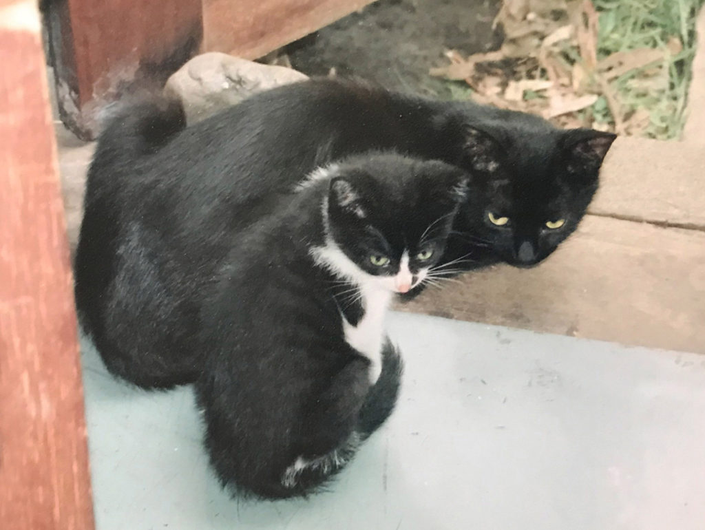 黒猫とハチワレ猫の親子