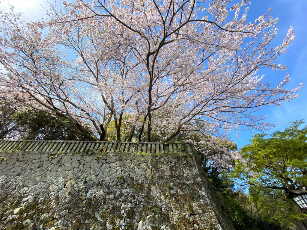 苔むした石垣に咲く桜