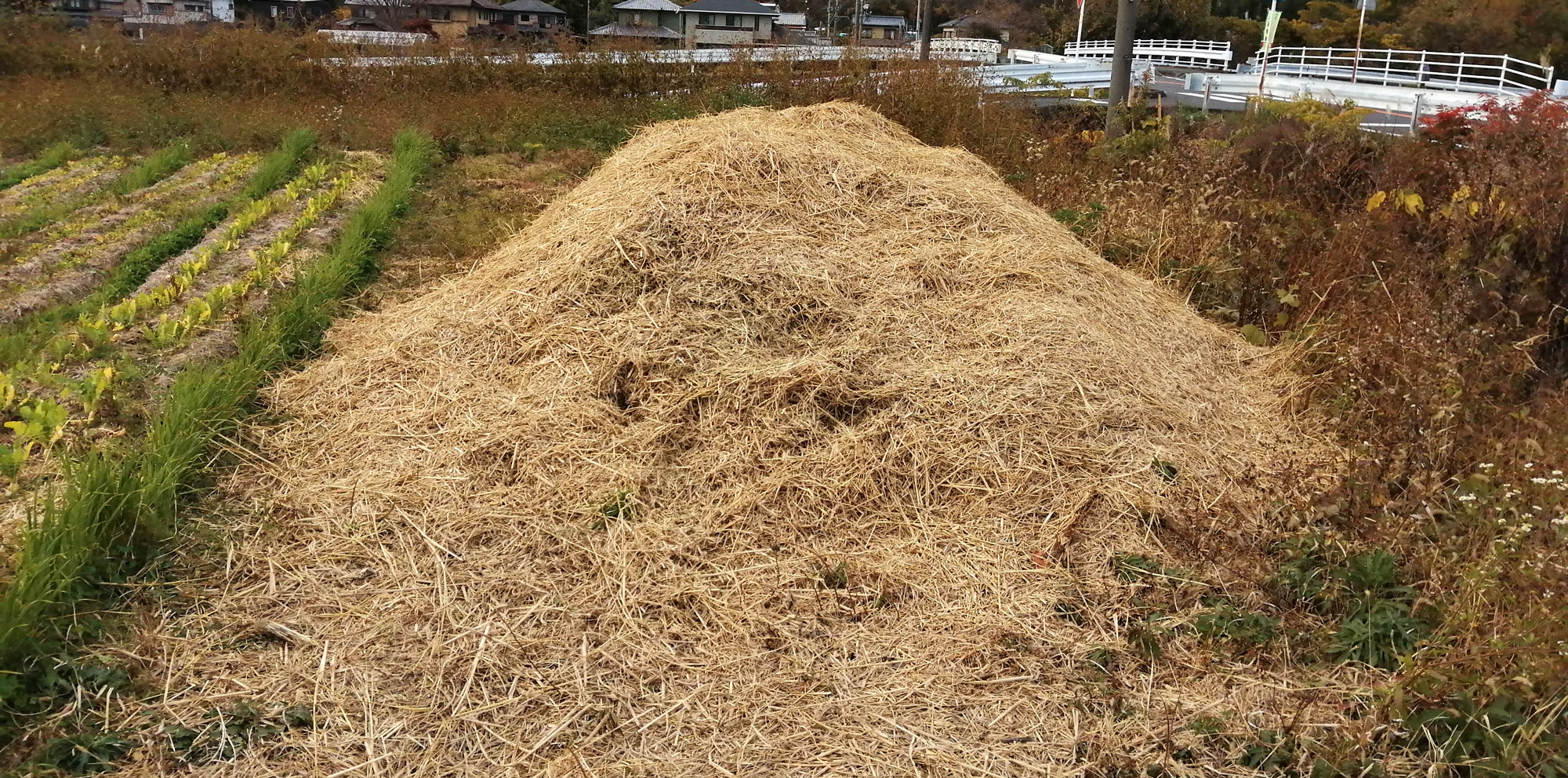 間引きながら育てるのが 自然農 びお編集部 家庭だからできる自然農 住まいマガジン びお