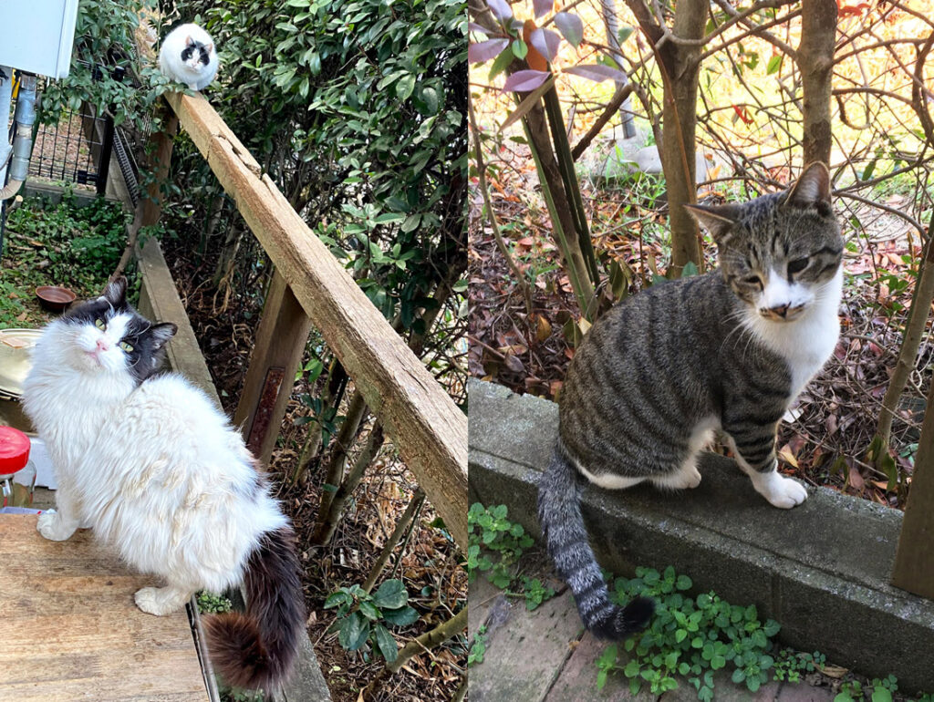 庭に来ている３匹の猫たち