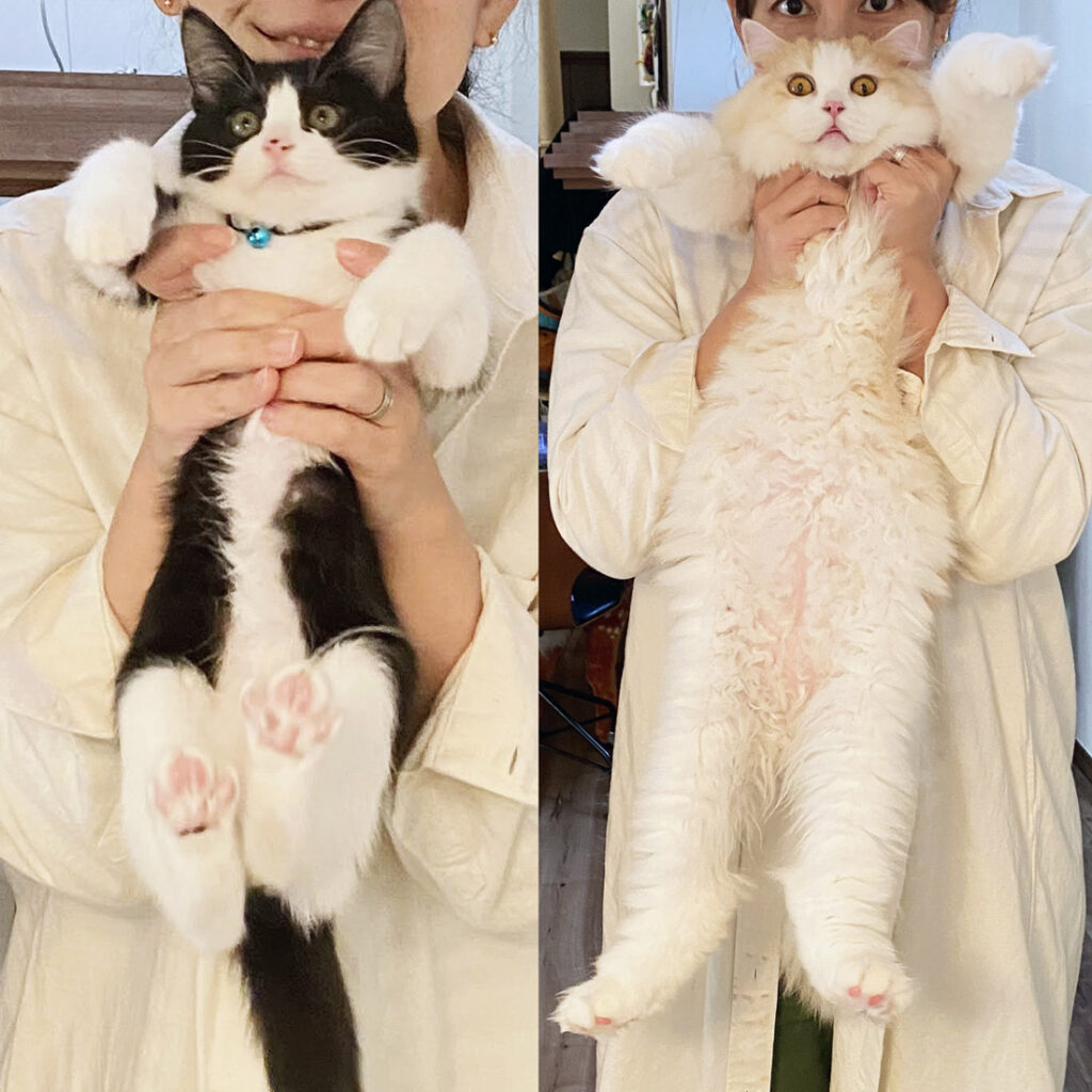 子猫と大人猫サイズ比べ