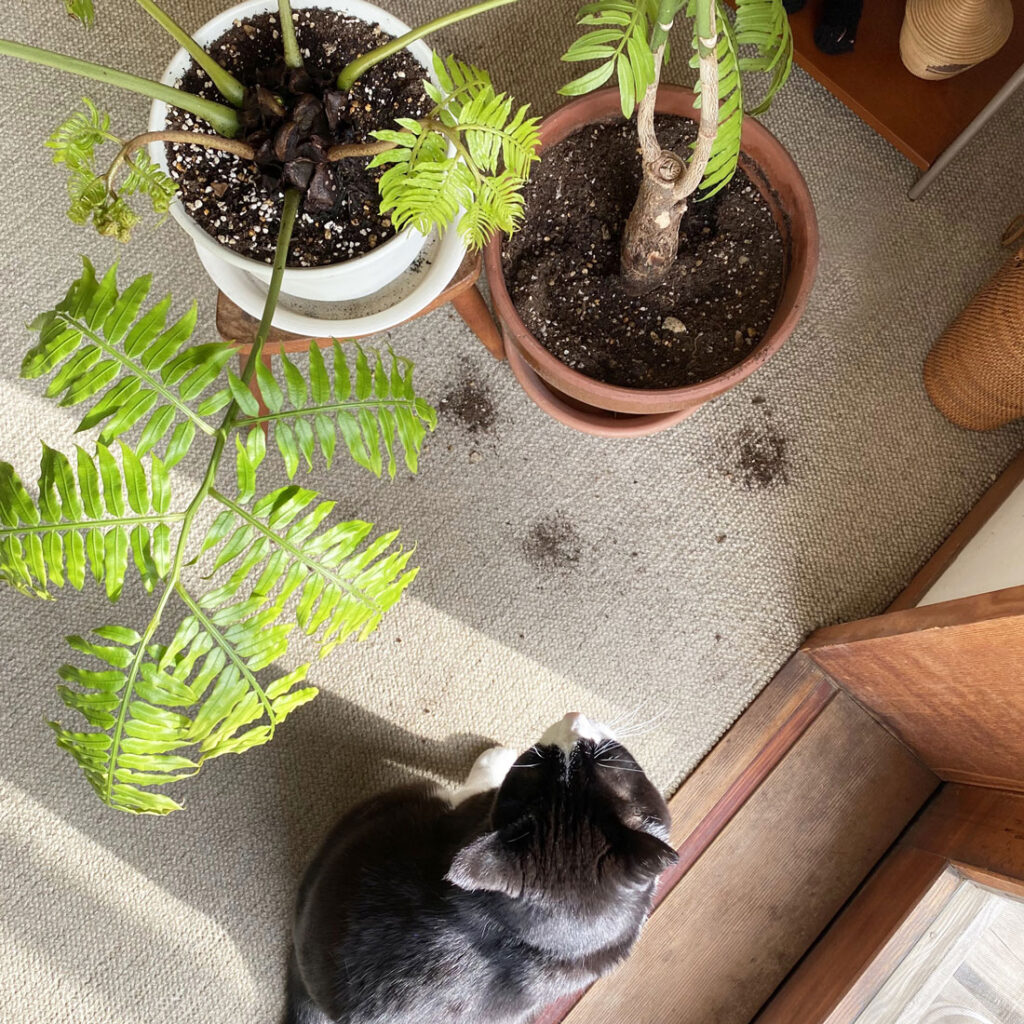 鉢植えをいたずらしちゃった猫の歌丸