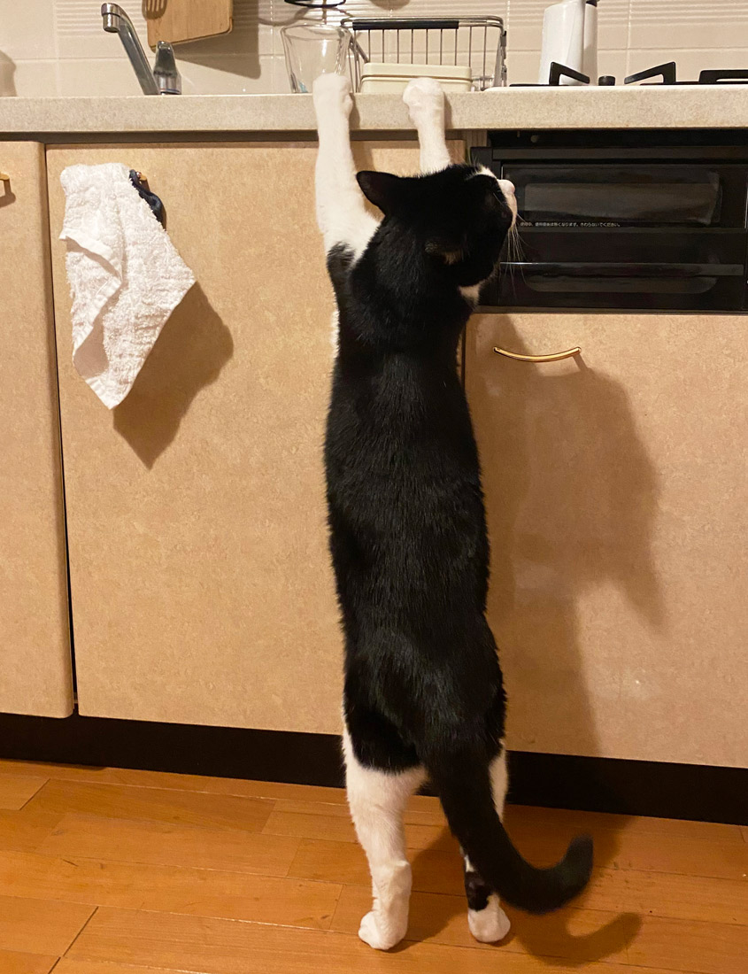 キッチンに登る気満々な猫