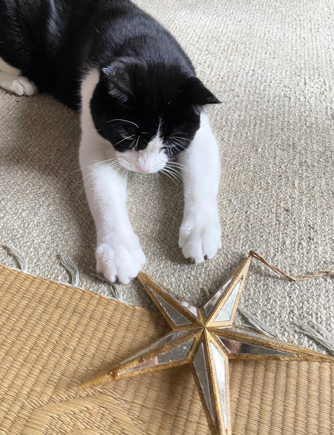 クリスマスの星飾りに手を出す猫の歌丸