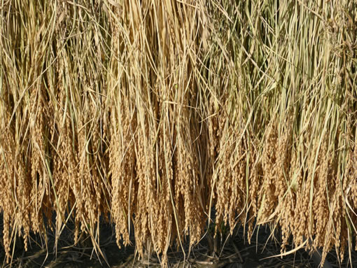 収穫後の稲