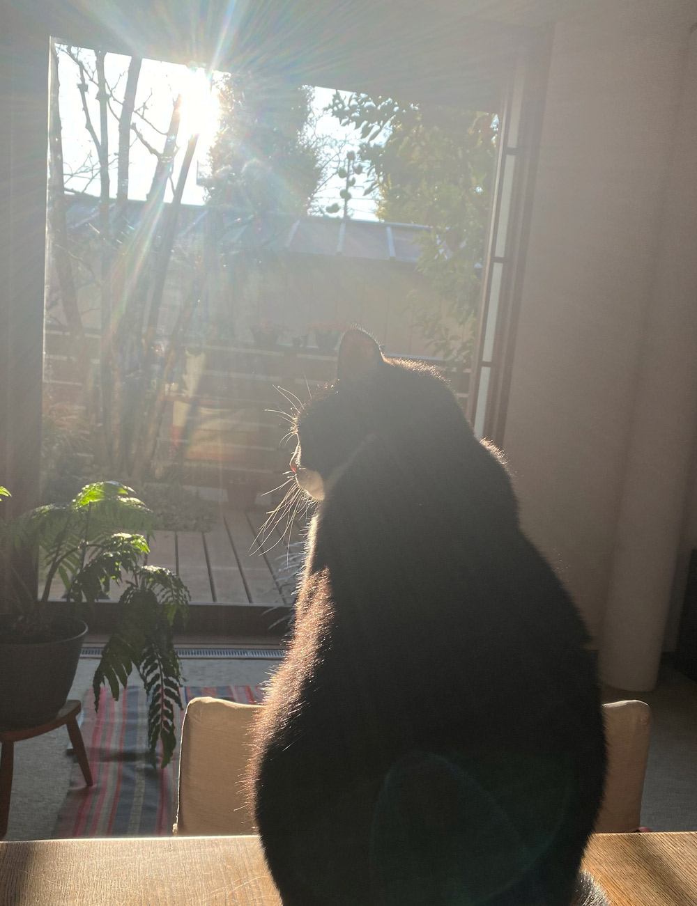朝日を浴びる猫の後ろ姿