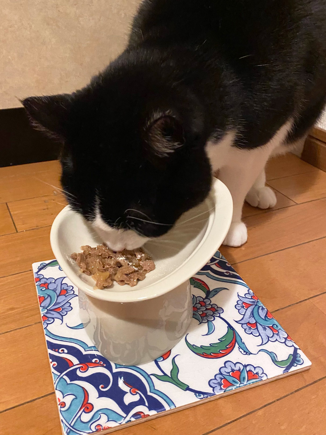 猫のご飯皿を反対から食べる