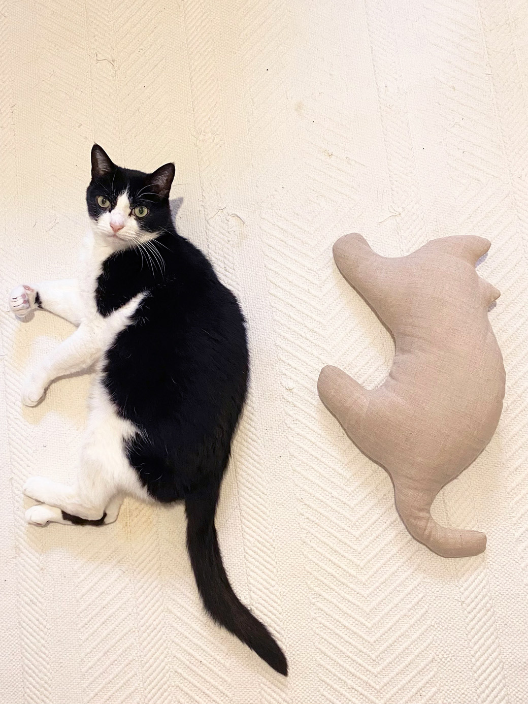 猫型クッションとシンクロする歌丸