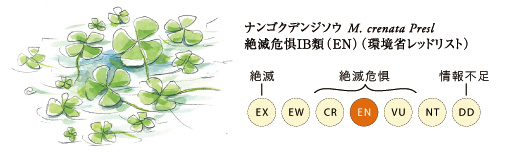 絶滅危惧IB類ナンゴクデンジソウ