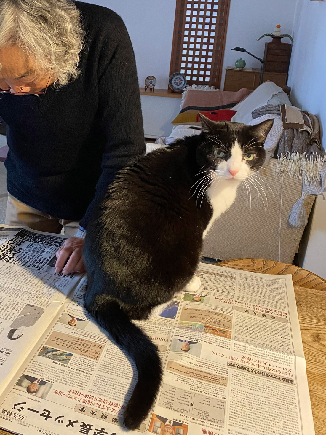 新聞広げたら乗るのが猫